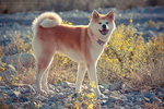 Akita Inu