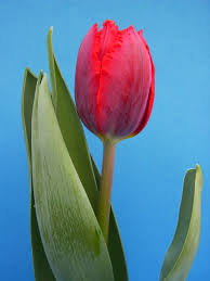 Tulipan