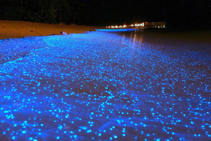 Plaża bioluminescencyjna - Malediwy