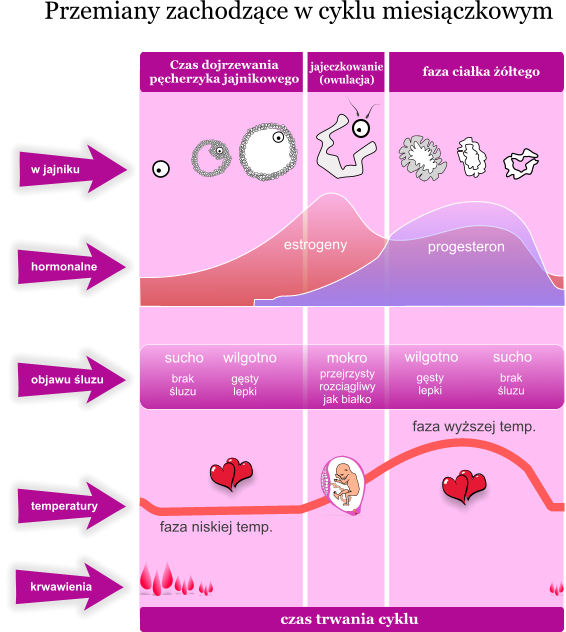 cycle_vs_fertility3.png?1243901639