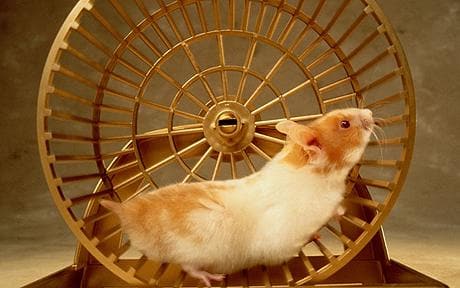 hamster_1240313c.jpg