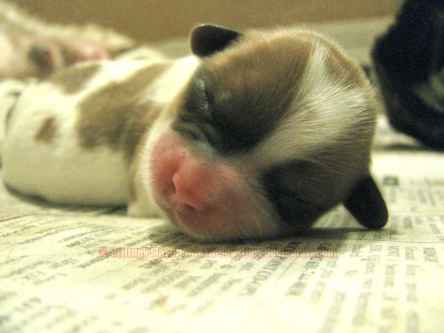 sleeping_puppy_by_otaku_beastboy-d4apk0j.jpg