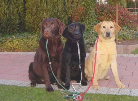 labrador-retrievers.jpg