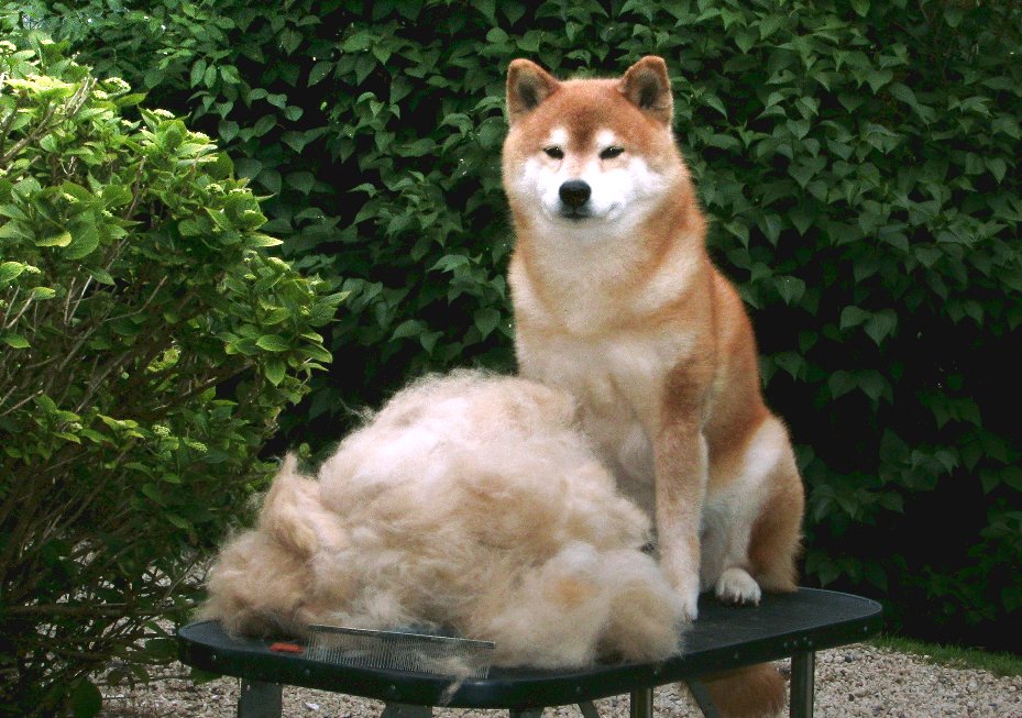 shiba-shed-sumo-01.jpg