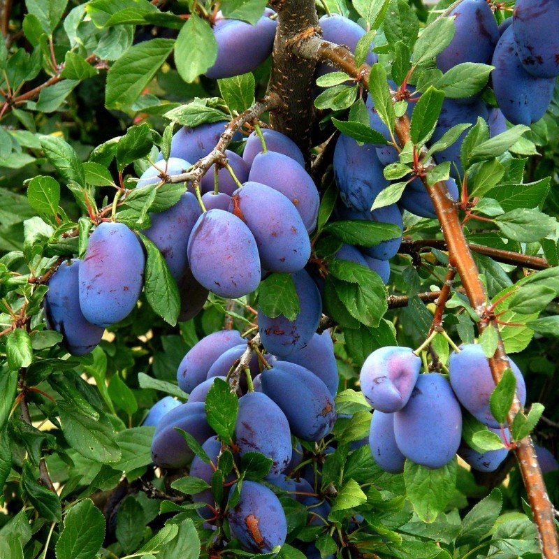 prunes-plums-2.jpg
