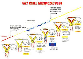 Dojrzewanie Dziewczyn bez Tajemnic Zapytaj onet pl