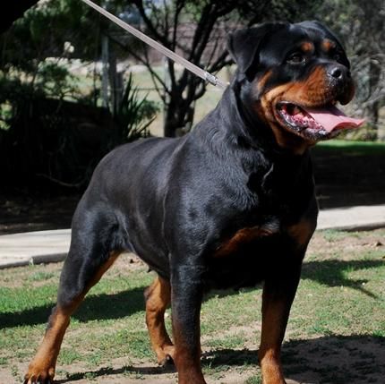 Rottweiler