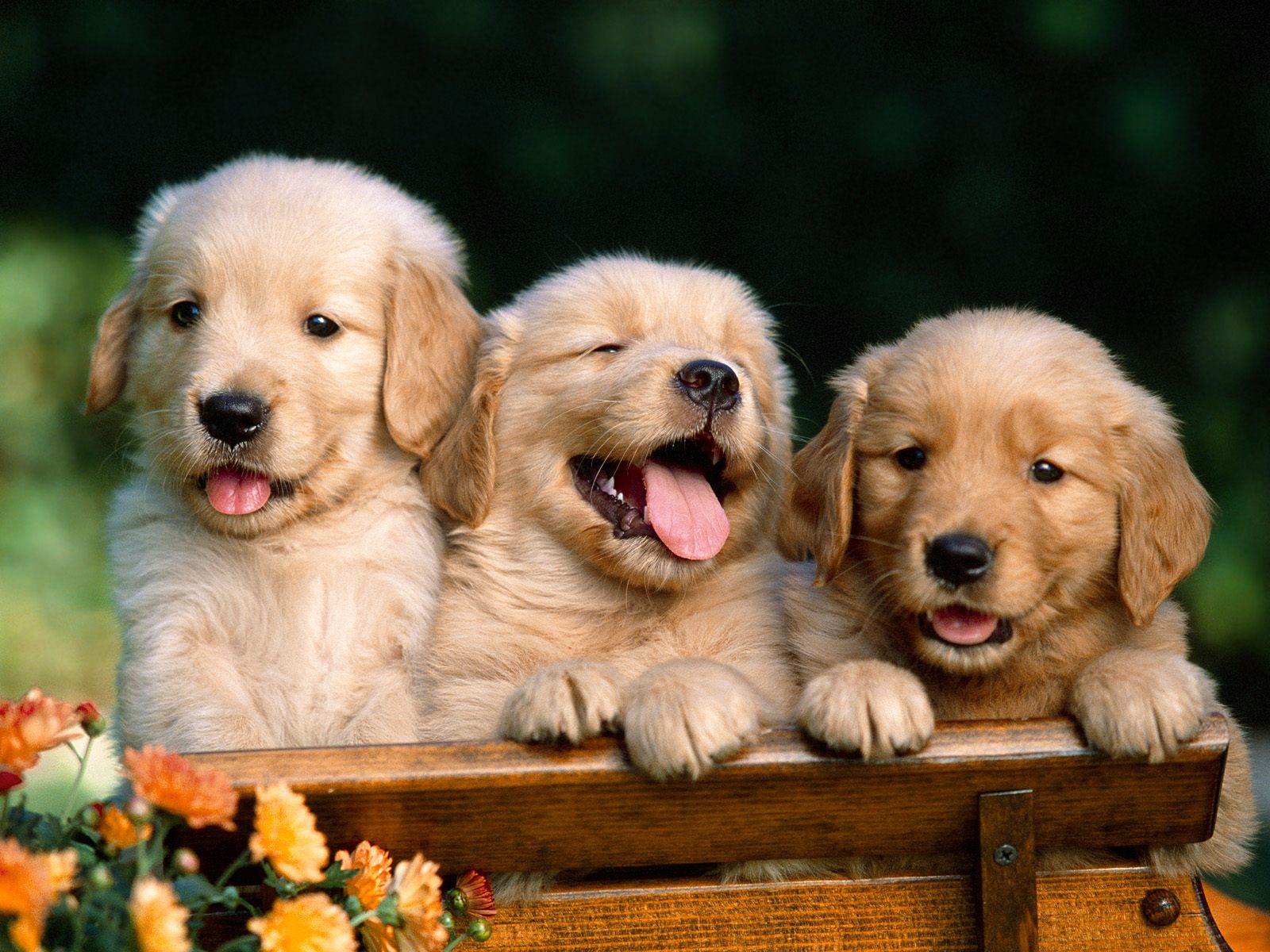 golden_retriever_puppies.jpg