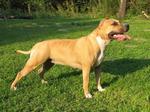 Amstaff