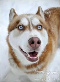 Jakie Umaszczenie Husky Najbardziej Wam Si Podoba Zapytaj onet pl jakie-umaszczenie-husky-najbardziej-wam-si-podoba-zapytaj-onet-pl