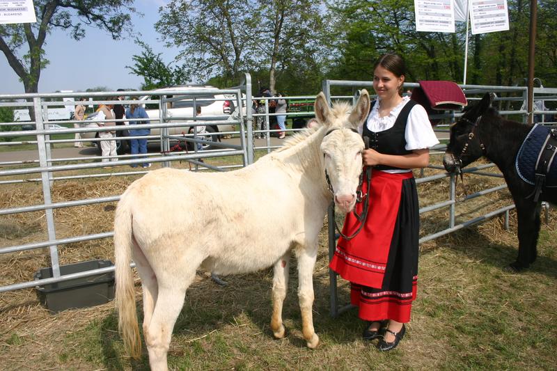 Osioł węgierski.