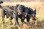 Owczarek francuski beauceron