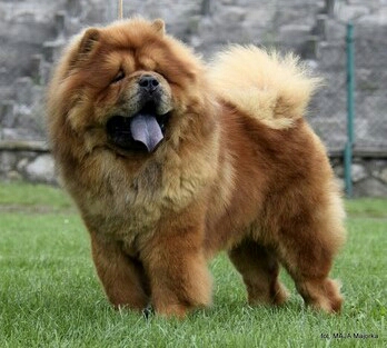 Chow Chow