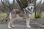 saarloos wolfhond