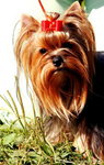 Yorkshire terrier