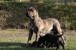 Dogo Canario