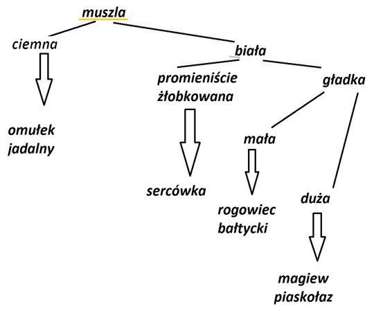 Pomożeczie z biologii, klasa 1, świat biologii, ćw. 4, str. 19. Dam n