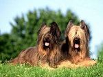 Owczarek Briard