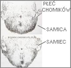 pechomikwur0.jpg&t=1