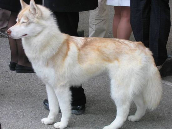 Jakie Umaszczenie Husky Najbardziej Wam Si Podoba Zapytaj onet pl jakie-umaszczenie-husky-najbardziej-wam-si-podoba-zapytaj-onet-pl