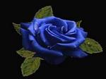 Róża Niebieska