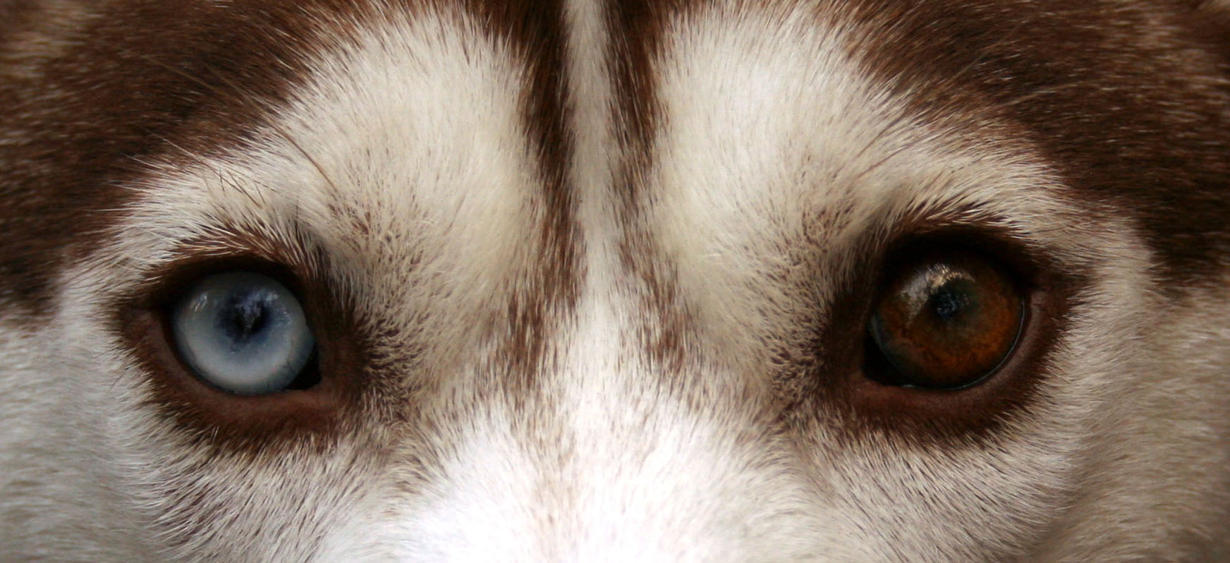 Какие глаза у зверей. Хаски гетерохромия. Гетерохромия у Волков. Глаза собаки. Собака с красивыми глазами.
