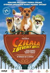 chihuahua z beverly hils 
