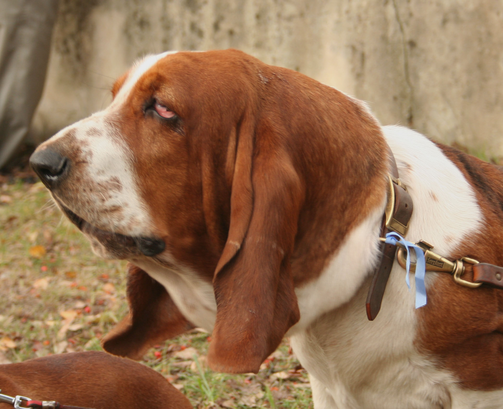 Basset_hund_g%C5%82owa.jpg