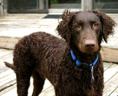 curly-coated-retriever-1.jpg