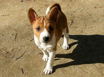 Basenji