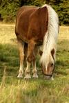 Haflinger