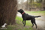 Labrador użytkowy