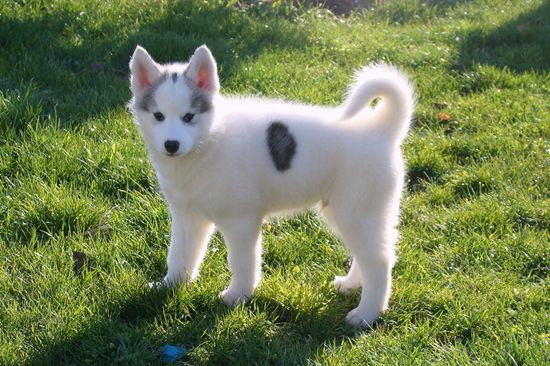 KONKURS na zdjęcia psów rasy Siberian Husky maści Pinto...wejdziesz ...