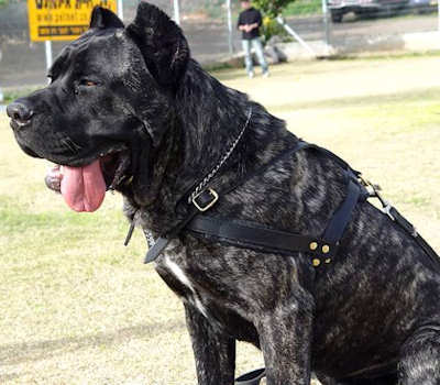 cane-corso-leather-dog-harness-dog-8.jpg