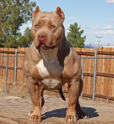 American Bully XL