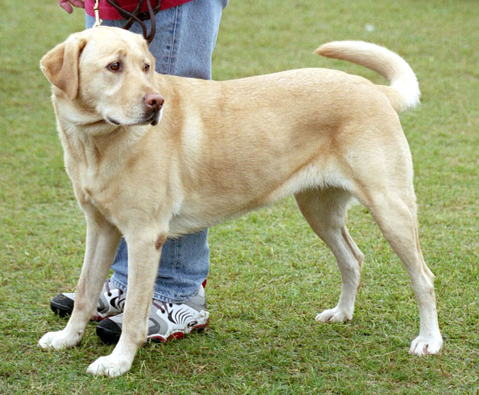 Labrador_Retriever.jpg