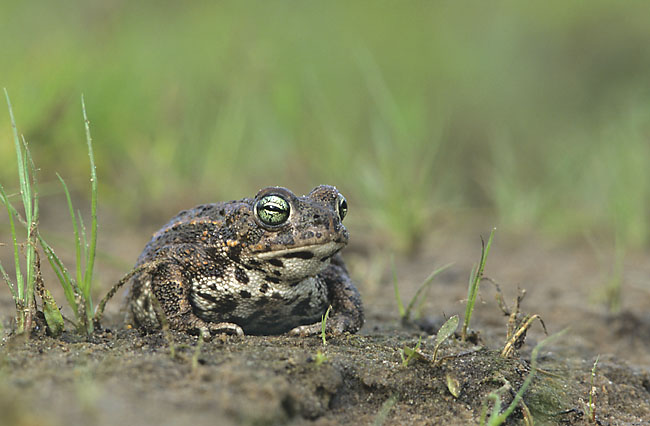 Bufo_calamita_%28Marek_Szczepanek%29.jpg