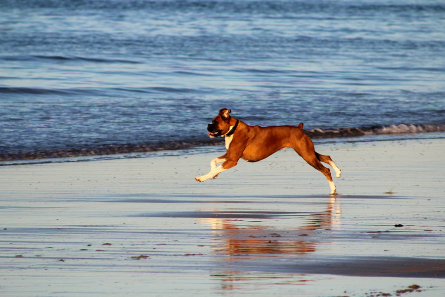 boxer_on_takapuna_beach_by_drumgirl67-d48hbik.jpg