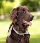 Flat Coated Retriever