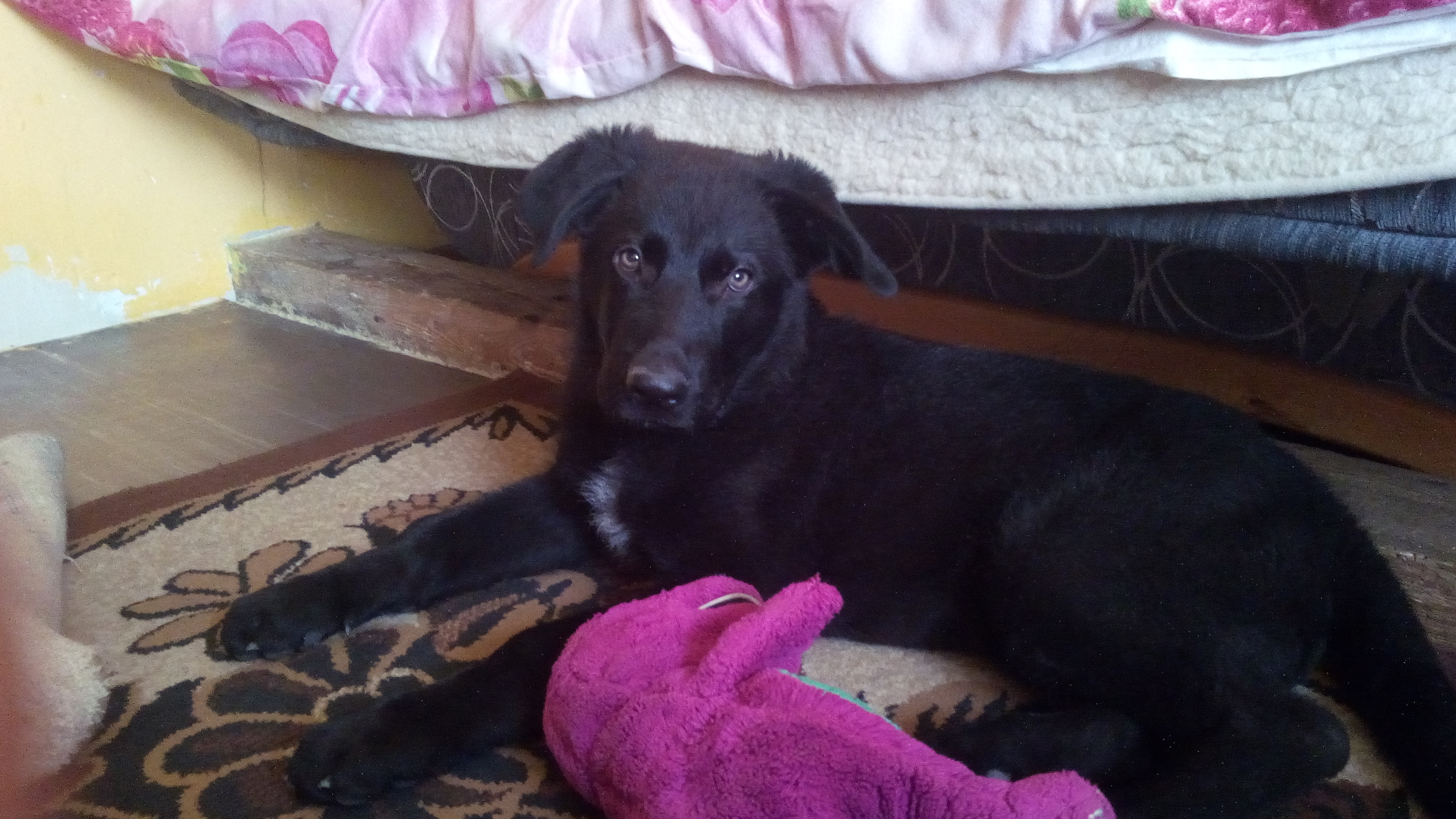 Dzieńdobry dostałam psa mieszańca owczarek niemiecki z labradorem czy