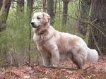 Golden retriever