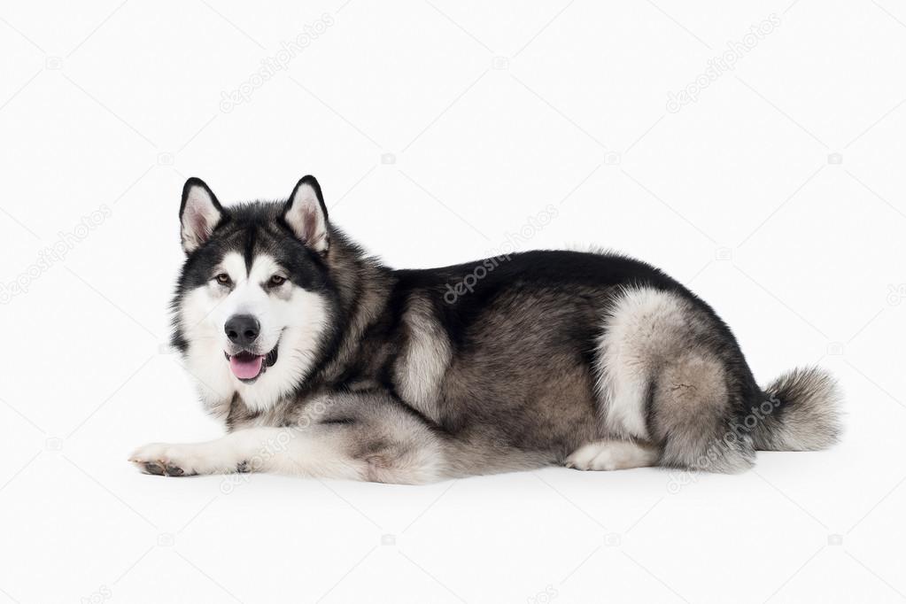 Alaskan malamute