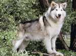 Alaskan Malamute