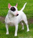 bull terrier