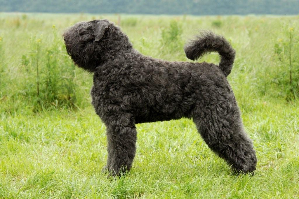 Bouvier des Flandres