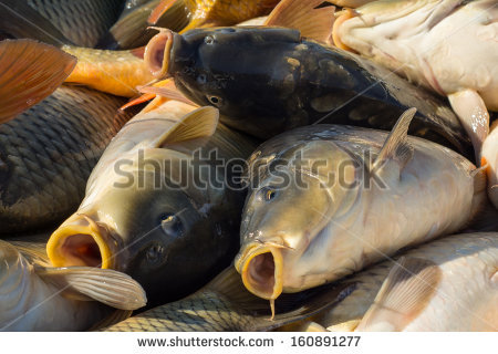 stock-photo-carp-fishing-160891277.jpg