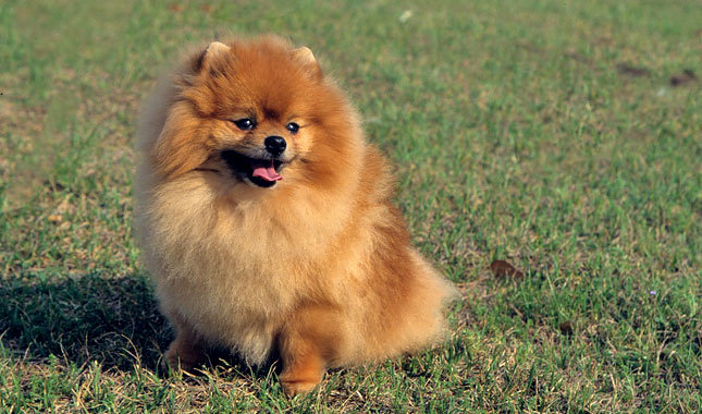 Pomeranian-4-645mk062811.jpg