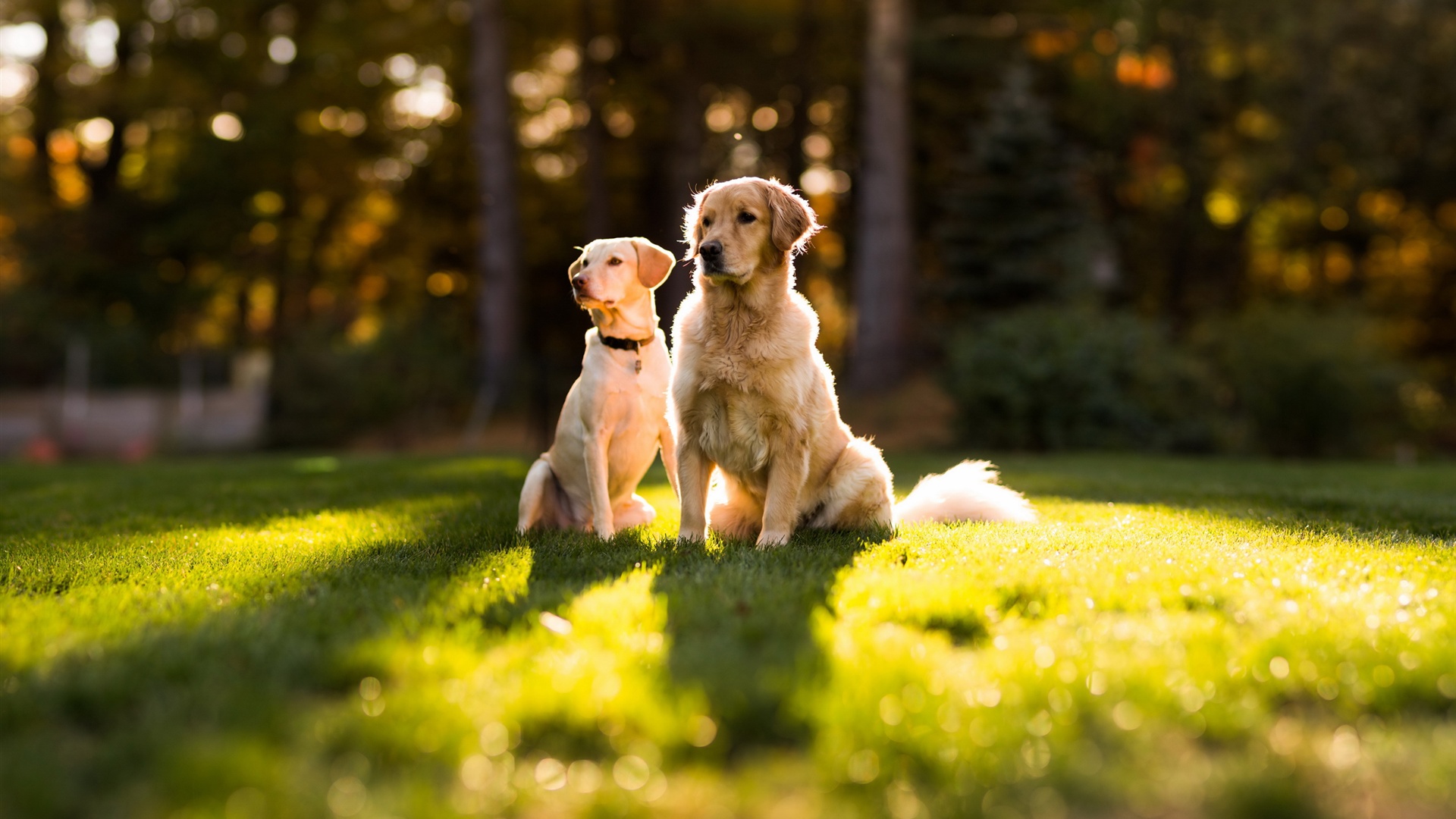 Two-dogs-in-the-sun-on-the-grass_1920x1080.jpg