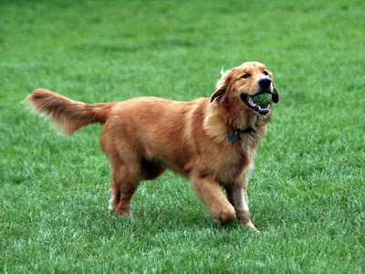 golden-retriever-picture.jpg