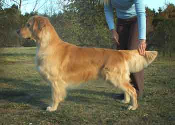 golden_retriever_04a.jpg